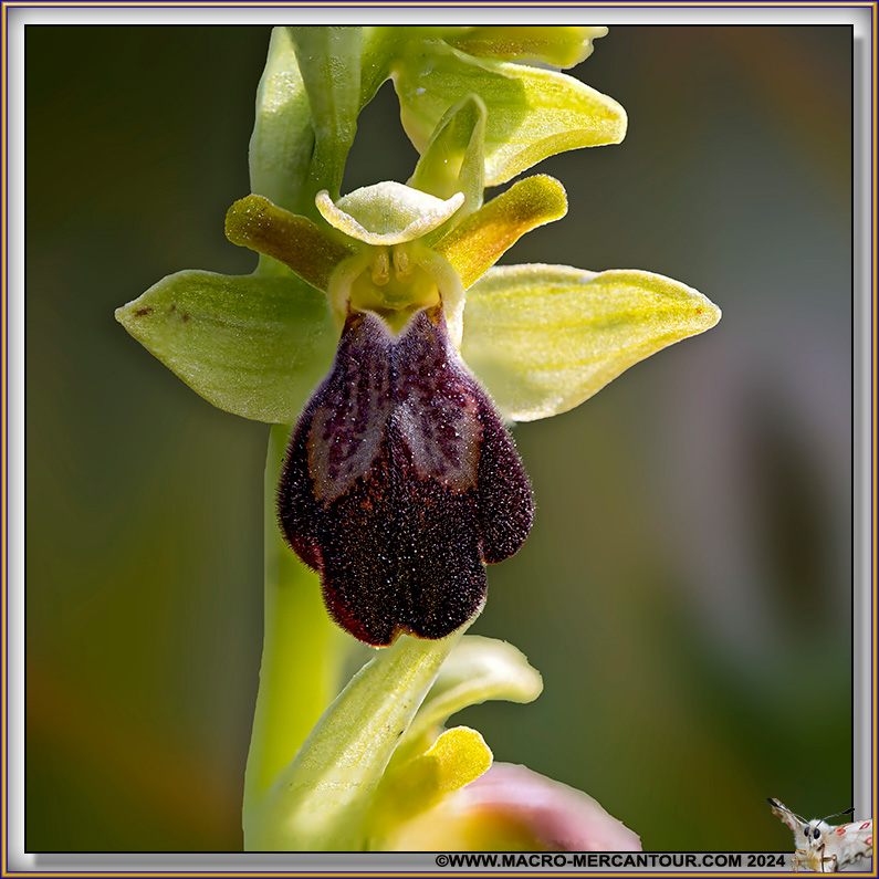 Ophrys Brun